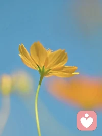 任何时候都不要太依赖一个人，任何时候都不要弄丢了自己，不要迁就别人，忽略自己真实的感受。更不要讨好他人，耗尽了自己的能量。配图