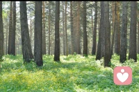野草长势迅猛，一阵风雨便倒伏，
树木扎根缓慢，历经岁月却能挺拔百年，
真正的沉淀，从不是一蹴而就，而是日积月累。
生命中真正重要的东西，
都急不来，需要心灵回归本能和自然才能得到配图