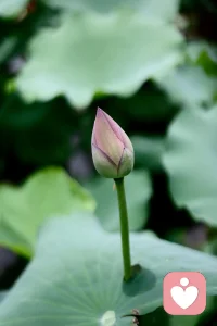 有忙碌，有安静，生活松弛有度。偶尔让自己停下来，安静的思考，在自己喜欢的状态里，一半素心以清简，一半宁静许清欢。
愿你我都能在浮躁的世界里拥有安静的力量。愿我们都能拥有真我、爱、喜悦、平和。