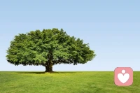 很喜欢下面的一段话:
自然界中，挺拔的树往往不是忙着长高，而是先把根系扎进土壤里。它们不会因为冒出几片新叶，就急于向世界炫耀；也不会因为身边的草木长得快，就浮躁地乱了心神，只是安安静静地向下，再向下，在无人看见的土壤里，一点点汲取水分，积蓄力量。
其实，我们的成长也该是这样，不用急着发光，也不用忙着证明自己，只需要安静地生长，那些看似无声无息的沉淀，那些不为人知的积累，都是你未来向上的力量。
向下扎根从来不是懈怠，而是最清醒的成长。守住自己的一份宁静，专注于自己的内心，等到根系足够发达，自然能从容向上，活成挺拔又舒展的样子。