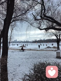 新年新气象，马年健康行。去公园行走，地面落了一层薄薄的雪，有点冷，但天很蓝，人很善，雪很白，偶拍了鸟儿落在高高的树枝上和地上。。配图
