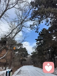 新年新气象，马年健康行。去公园行走，地面落了一层薄薄的雪，有点冷，但天很蓝，人很善，雪很白，偶拍了鸟儿落在高高的树枝上和地上。。配图