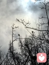 新年新气象，马年健康行。去公园行走，地面落了一层薄薄的雪，有点冷，但天很蓝，人很善，雪很白，偶拍了鸟儿落在高高的树枝上和地上。。配图