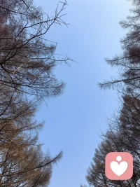 天空湛蓝，阳光温馨，树木姿美，鸟窝高悬，大自然如此美妙，被这般美好滋养了。配图