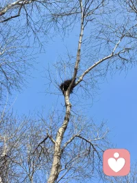 天空湛蓝，阳光温馨，树木姿美，鸟窝高悬，大自然如此美妙，被这般美好滋养了。配图