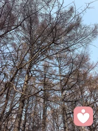 天空湛蓝，阳光温馨，树木姿美，鸟窝高悬，大自然如此美妙，被这般美好滋养了。配图