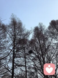 天空湛蓝，阳光温馨，树木姿美，鸟窝高悬，大自然如此美妙，被这般美好滋养了。配图