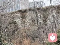 我感觉到那叽叽喳喳的叫声是它们在跟我打招呼，我赶紧掏出手机，拍下来，大自然的小伙伴，你看到了吗？配图