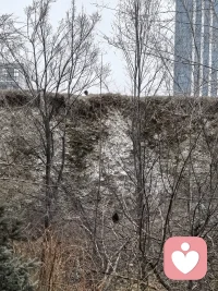 我感觉到那叽叽喳喳的叫声是它们在跟我打招呼，我赶紧掏出手机，拍下来，大自然的小伙伴，你看到了吗？配图