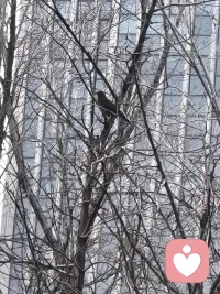 我感觉到那叽叽喳喳的叫声是它们在跟我打招呼，我赶紧掏出手机，拍下来，大自然的小伙伴，你看到了吗？配图