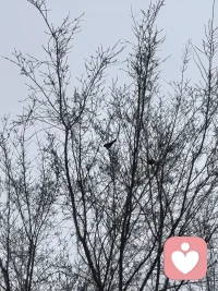 我感觉到那叽叽喳喳的叫声是它们在跟我打招呼，我赶紧掏出手机，拍下来，大自然的小伙伴，你看到了吗？配图