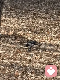 我感觉到那叽叽喳喳的叫声是它们在跟我打招呼，我赶紧掏出手机，拍下来，大自然的小伙伴，你看到了吗？配图