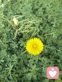 今天出来跑步在公园路边看到的一句话，分享与大家共勉
不必行色匆匆，不必成为别人，只需做自己就好。

感悟:
其实每一朵花，每颗绿植都有它独特的美，都有不可替代性。配图