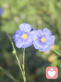 天空蓝得醉人，花儿尽情绽放，心情也跟着晴朗起来配图