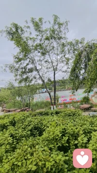 树叶在风里摇晃，水波一层一层推过来，它们不跟你讲道理，也不评判你，只是用它们的频率慢慢带动你。你什么都不用做，呼吸自然就深了，肩膀自然就松了，心也自然被打开了。配图