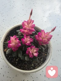 如果你的脑子里有很多杂念，不妨试着深呼吸，把注意力放在呼吸上，放在眼前这一刻。不纠结、不内耗，心安定了，人就自在了。

这是我养了不到两周的小多肉，看到它那么娇艳，不急不躁安静地生长，还长出了小小的花骨朵儿，我就忍不住心声欢喜，对它微笑，感谢它把美丽带给我！配图