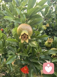 善良不能没有底线，的确要带点锋芒。
今天发生的一件事儿，对方提出的要求本来想满足，但是后面的聊天带有威胁和催促，让人感觉善良之心被无视，被践踏。配图