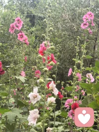 跑步的时候就被吸引了，跑完步径直走过去拍下来。
看她们静静的绽放，自然流淌的美，无需任何张扬配图