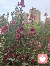 跑步的时候就被吸引了，跑完步径直走过去拍下来。
看她们静静的绽放，自然流淌的美，无需任何张扬配图
