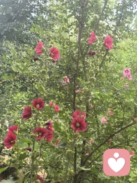 跑步的时候就被吸引了，跑完步径直走过去拍下来。
看她们静静的绽放，自然流淌的美，无需任何张扬配图