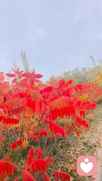 自然是最大的能量池，最好的疗愈场。
跑进秋的怀抱，和美丽的秋色撞个满怀。