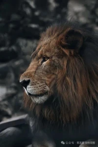 永遠不要相信苦難是值得贊美的，苦難就是苦難，苦難不會帶來成功，苦難不值得追求，磨煉意志是因為苦難無法躲開。配圖