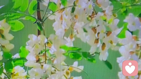 可惜，高考前陨落