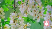 可惜，高考前陨落