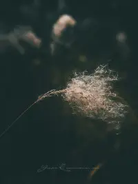 親愛的朋友 人生總是柳暗花明配圖