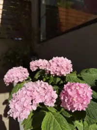 善良，是世界上最美的成全，也是最好的投資，你給出了善良，一定會收獲溫暖。因為一個人的善良蘊藏著好運，在不可預知的未來，
你所積攢的福報，往往會為你帶來意外之喜。配圖