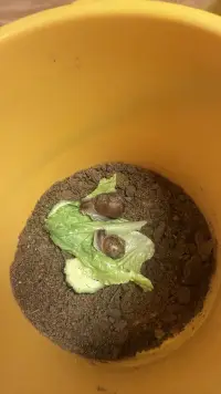 雨后偶遇兩枚小??配圖
