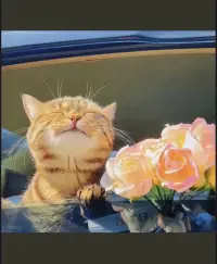 今日份的小美好配圖