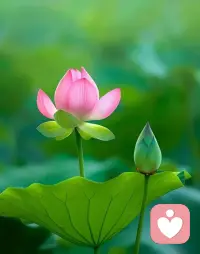 我突然意識到自己真的很好，因為我永遠樂觀，堅強勇敢，即便遇到難過的事，也只是晚上哭一哭頹廢。但是，我還是依舊熱愛所有，我依舊敢與生活頂撞，敢在逆境里撒野，直面生活的污水，永遠樂意為新的一輪月亮和日落歡呼，每個人的一生中總會有那么一段難熬的歲月，我們所遇到的事，好壞都是相對的，好事并非一定好，壞事也不絕對的壞，我們不需要因為一時的不順覺得沮喪，也不能覺得太順心而得意忘形，誰的生活不是一地雞毛，大家都是普通人，過好自己就好，錢沒了可以再掙，工作沒了可以再找，朋友沒了可以再交。愛情沒了可以再遇，人生本來就是一無所有，何懼從頭再來，山有頂峰，湖有彼岸，在人生漫漫長途中，萬物皆有回轉，請你相信，一切終有回報。