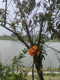 是花??的依戀
還是樹的挽留
讓彼此相伴而生??配圖
