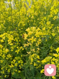 迎着春风大步走，
把自信揣进口袋，
像春花般坦然盛开，
活成自己最爱的模样～配图