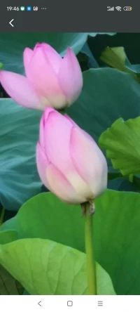 当一个男人的心被女人伤透了，通常会有这四种明显的表现，第一，沉默是金，你不理我，我也懒得开口了，不是没话说，而是说了也没用，干脆选择沉默。第二，懒得争执，以前可能会据理力争，现在你说什么就是什么。连抬杠都觉得多余，不是认输，而是彻底失望了。第三，无动于衷，你做什么他都无所谓，不生气也不在乎，你以为他大度，其实是他已经不爱了。第四，将就度日，上有老下有小，离不离婚都一样，反正跟谁过不是过，这种妥协才是最深的绝望，男人的心一旦凉了，可能连挽回的机会都没有，所以且行且珍惜吧
