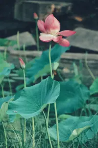 從來茶倒七分滿，留下三分是人情。半人半我半自在，半醒半醉半神仙。半親半愛半苦樂，半俗半禪半隨緣。配圖