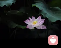 识不多则多虑，威不足则多怒，信不足则多言。配图