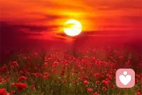 愿你成為自己的太陽，無需借助誰的光。 ?早安配圖