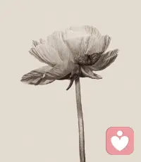 心要像是一朵花，沉默、謙虛但有自我的驕傲。早安配圖