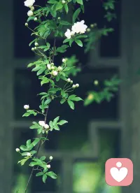 一萬個美麗的未來，抵不上一個溫暖的現(xiàn)在。早安。配圖