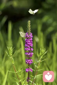 歲月，在無憾中微笑，才美麗；人生，在眼淚中微笑，才多姿；生命，在堅(jiān)強(qiáng)中微笑，才精彩。早安。配圖