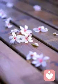 花開不是為了凋謝，而是為了結果，結果也不是為了終結，而是重生。人生，亦是如此… ?配圖