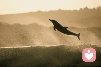 如果你是鱼，不要迷恋天空；如果你是鸟，不要痴情海洋。配图