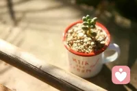 人生的四種境界：一是痛而不言；二是笑而不語；三是迷而不失；四是驚而不亂！ ?配圖