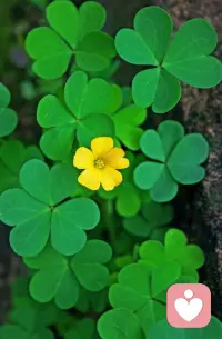 “生活每天都是全新的”，偏偏这种感觉很少被人真实地拥有。这明明是生活的真相，却很少有人相信它是真的。早安。