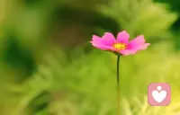 愿你放下执着，放下不甘心，从今以后，只负责精彩自己的人生。往事不回头，未来不将就，你若盛开，清风自来配图