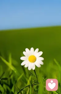 这世上，不是只有烈酒才能醉人，不是只有热恋才会刻骨。有时候，一份清淡，更能历久弥香；一种无意，更能魂牵梦萦；一段简约，更可以维系一生。早安。配图