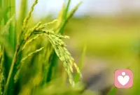 只有成熟的稻谷 才懂得弯腰 早安