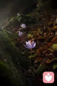 活着就该逢山开路，遇水架桥。生活，你给我压力，我还你奇迹。早安。配图
